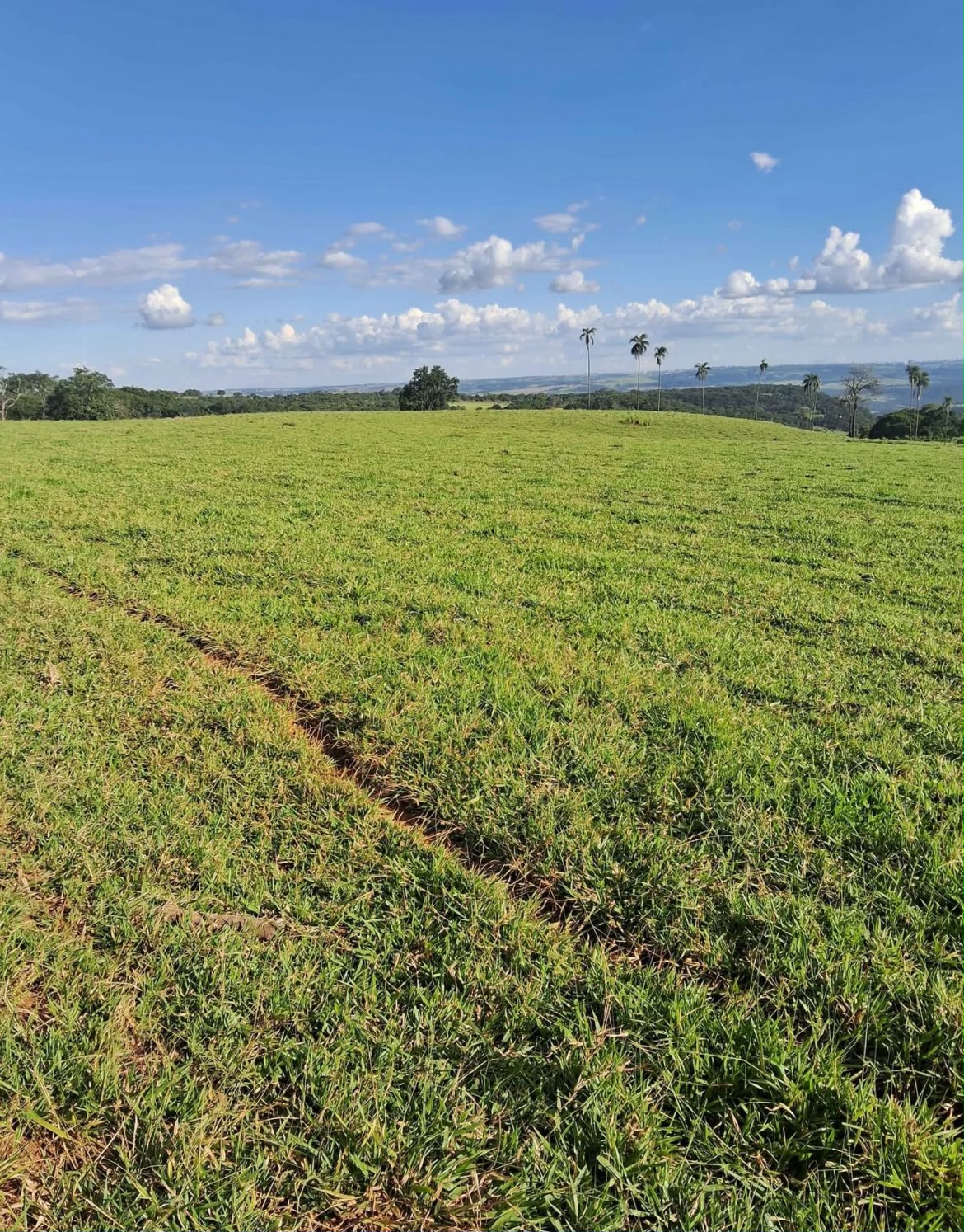 ✅ Oportunidade Única: FAZENDA A 20KM DE UBERLÂNDIA